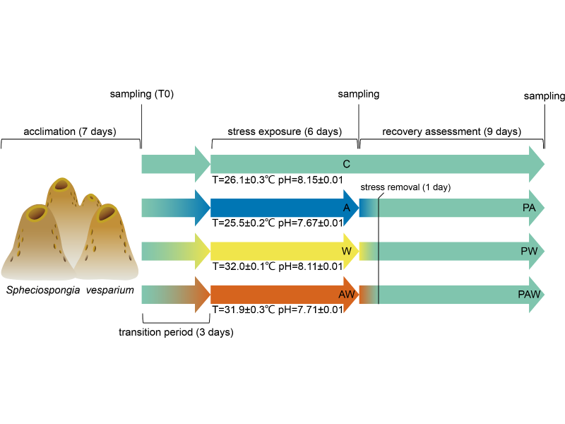 amjs澳金沙门151李志勇课题组揭示海绵共生微生物群系对海洋酸化与升温响应的分子机制